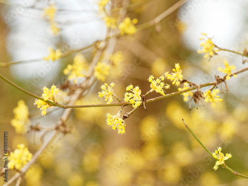 Cornelian cherry dogwood tree or in full yellow bloom on dark-brown branches without leaves photo