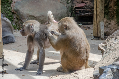 Köln Zoo: Affen