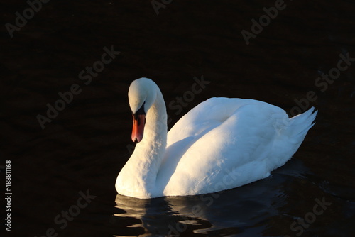swan on the lake