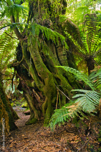 Giant old tree and tree ferns in the lush rainforest of Tarra Bulga National Park, Gippsland, Victoria, Australia
