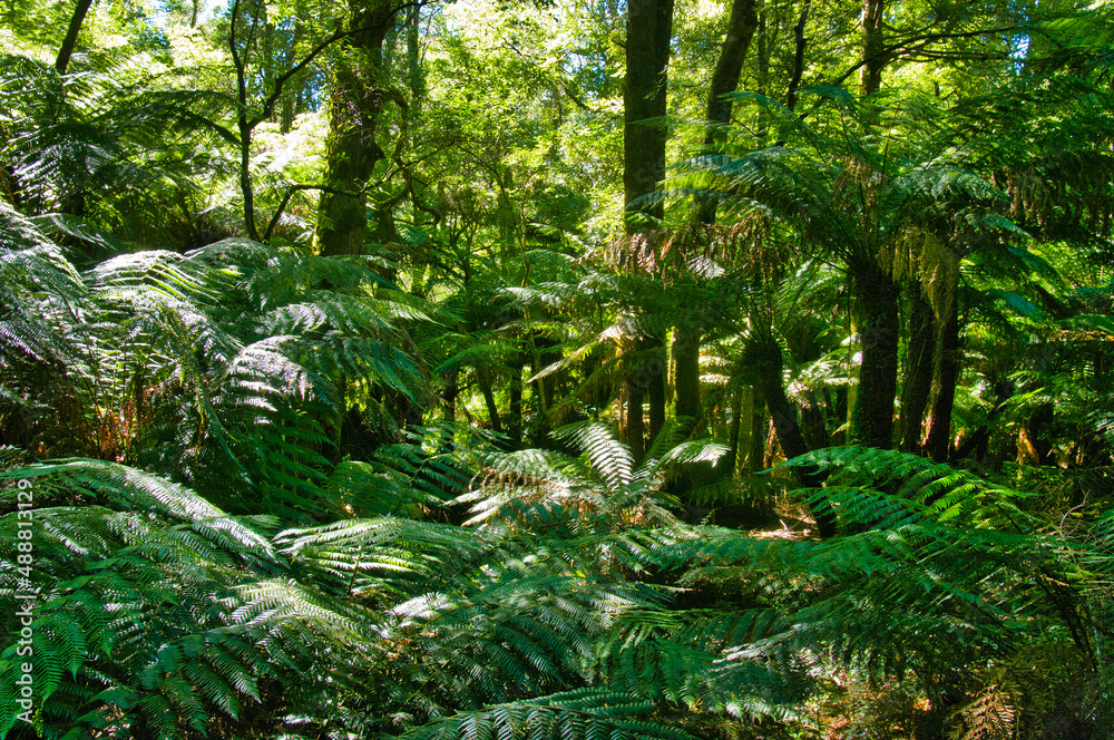 Ferns and tree ferns in the lush rainforest of Tarra Bulga National Park, Gippsland, Victoria, Australia
Ferns and tree ferns in the lush rainforest of Tarra Bulga National Park, Gippsland, Victoria, Australia