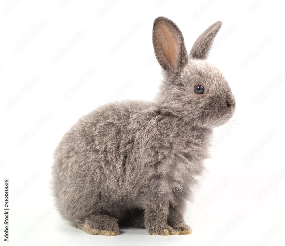 Baby gray rabbit Studio shot, isolated on white background Baby gray rabbit Studio shot, isolated on white background