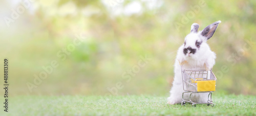 white rabbit pushing a cart on the grass panorama image.