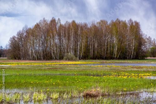 Fototapeta Naklejka Na Ścianę i Meble -  Wiosna w Dolinie Biebrzy, Podlasie, Polska