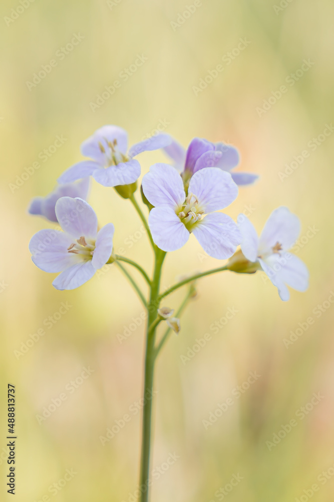 Blüten des Wiesenschaumkrauts
