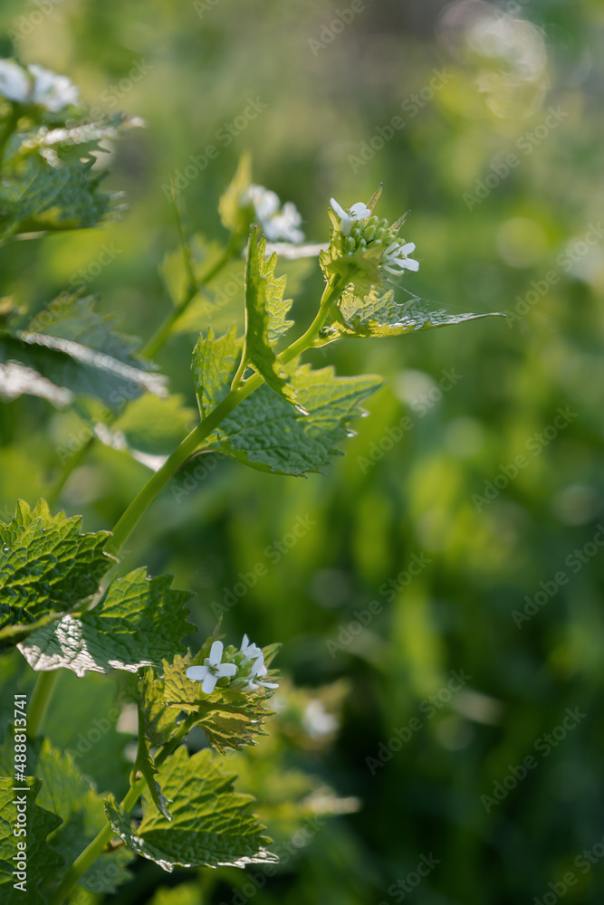 Knoblauchrauke mit ihren Blüten auf einer Wiese im Sonnenlicht