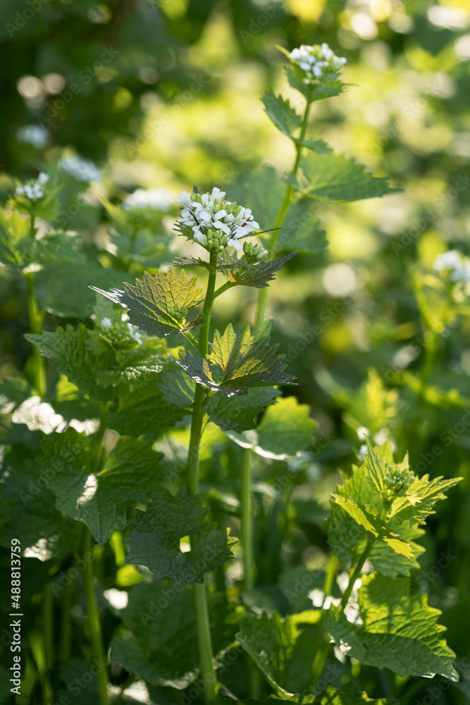 Knoblauchrauke mit ihren Blüten auf einer Wiese im Sonnenlicht Knoblauchrauke mit ihren Blüten auf einer Wiese im Sonnenlicht