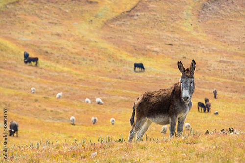 Travel to Lesotho. A donkey in a meadow with cows and sheep in the background