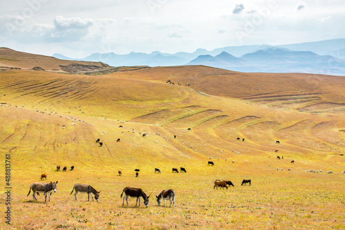 Travel to Lesotho. In the grassy hills a herd of donkeys, cows and sheep