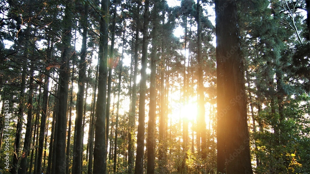 Obraz premium Sun in the forest.