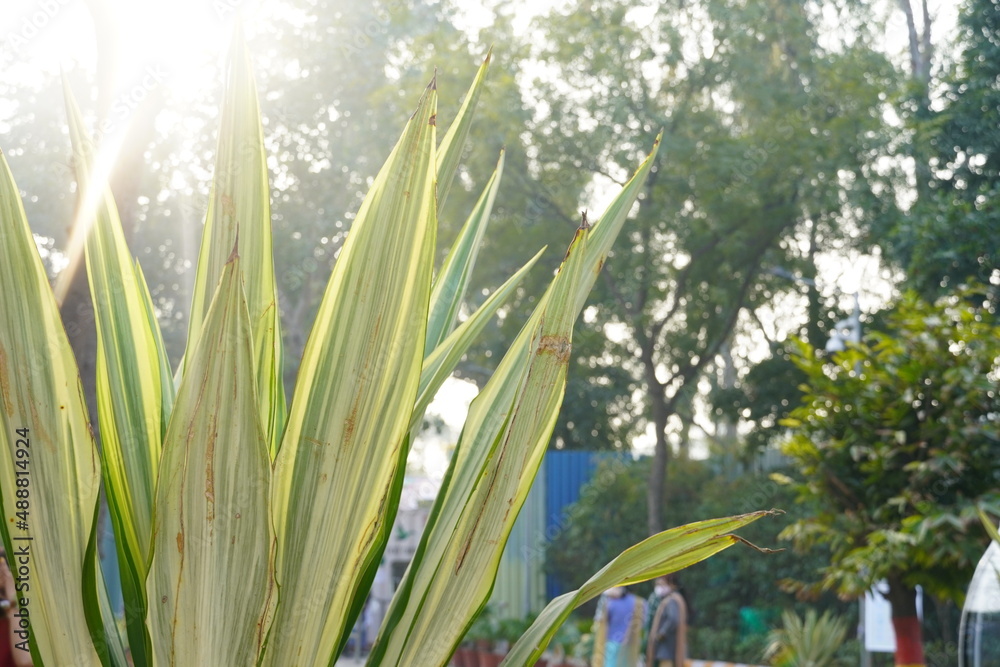 Obraz premium Snake Tree Image HD with sun flare