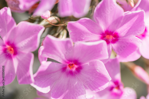 Colorful pink purple flowers, macro © alones