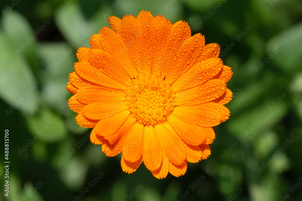 Orange spring flower, top view Orange spring flower, top view