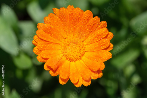 Orange spring flower  top view 