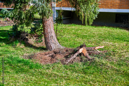 An uprooted and crooked coniferous tree after a heavy storm.