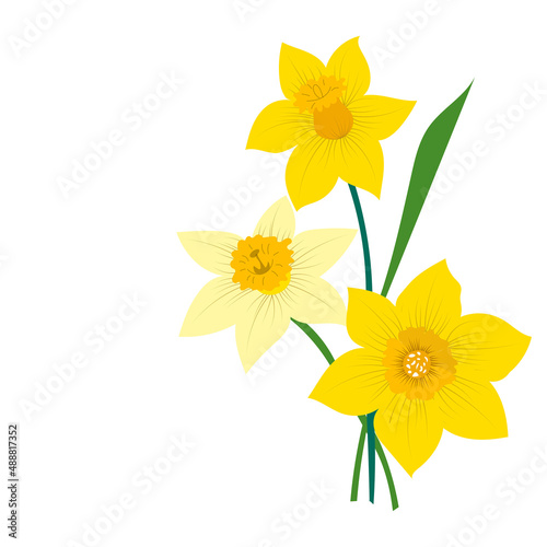 Narcissus flowers