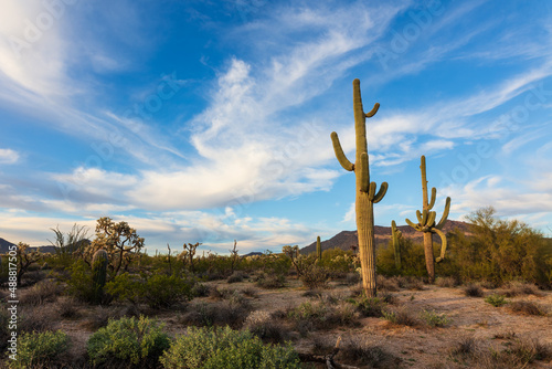 Saguaro cactus and Arizona desert landscape