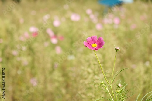 pink flower closed up