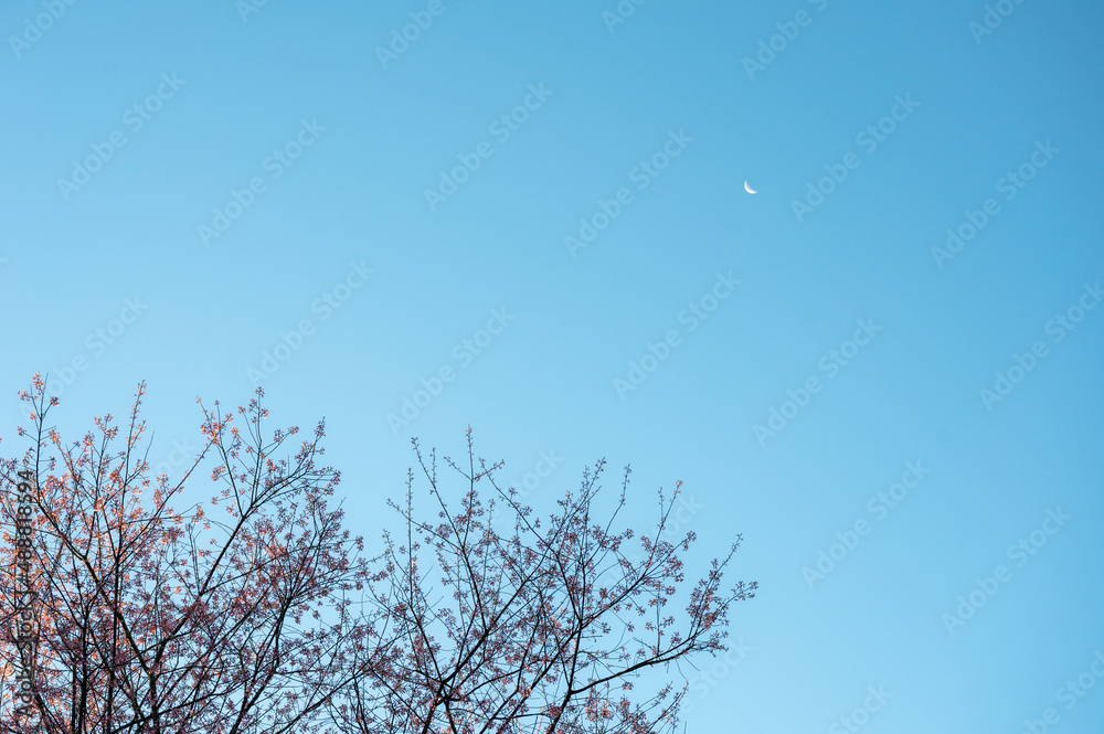 Wild Himalayan Cherry tree with pink foliage blooming with blue sky and moon Wild Himalayan Cherry tree with pink foliage blooming with blue sky and moon