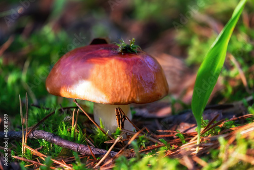 Photography Fresh forest mushroom russule growing in autumn forest
