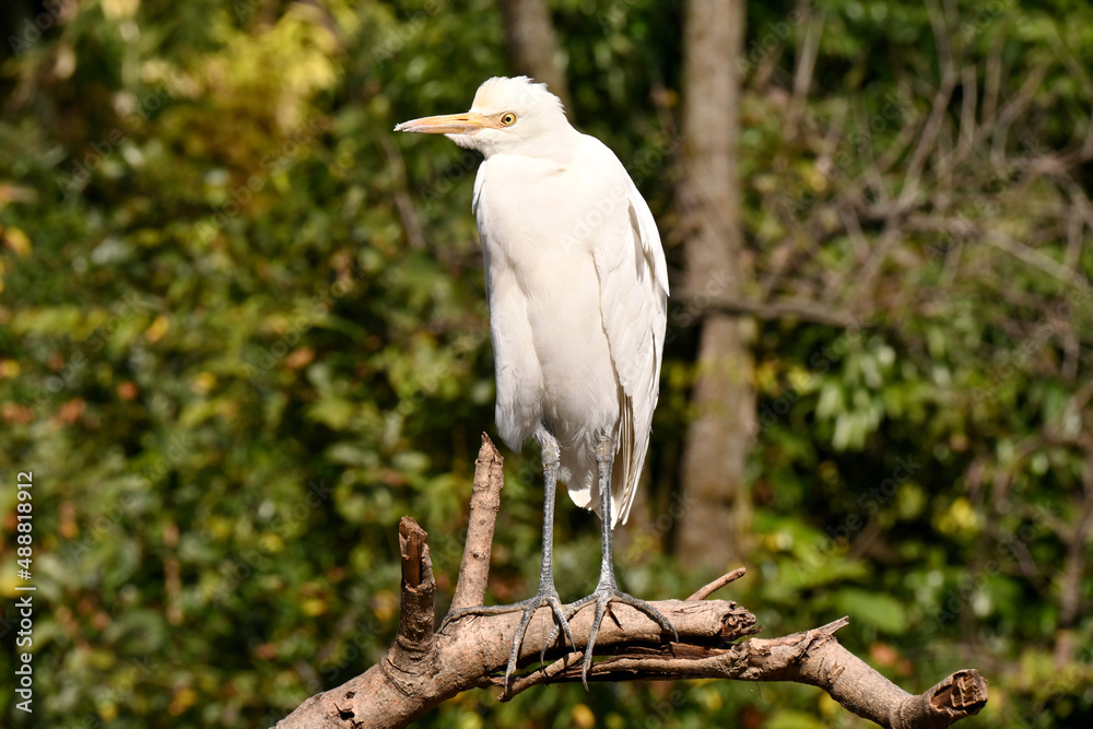 closeup the white heron siting and hold tree branch over out of focus green brown background. closeup the white heron siting and hold tree branch over out of focus green brown background.