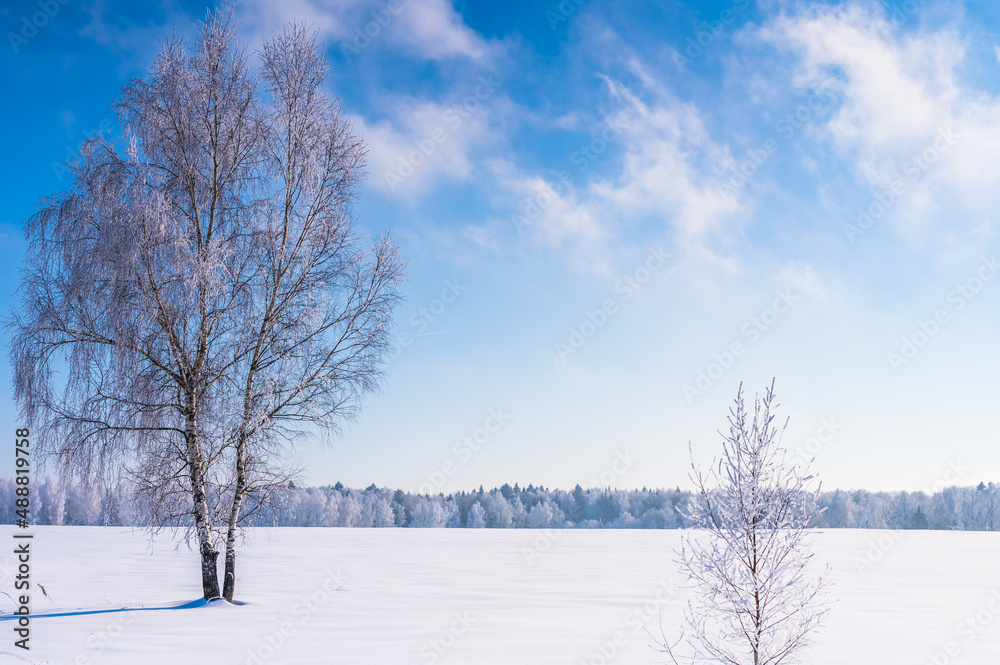landscape forest frosty in winter landscape forest frosty in winter