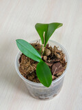 Young orchid sprout in pot. Small young phalaenopsis orchid in pot. Home gardening, orchid breeding. Vertical view.