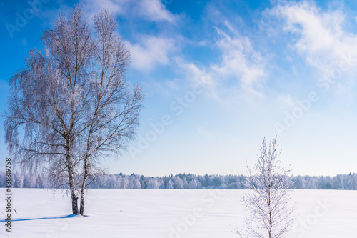 landscape forest frosty in winter