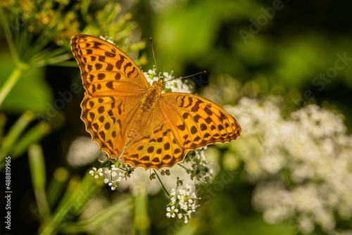Silver-washed fritillary, a bright orange, black spotted female butterfly, sitting on a tiny white flower. Sunny summer day in nature. Blurry green background.