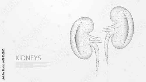 Kidneys of human anatomy structure line connection. Low poly wireframe design. Abstract geometric background. vector illustration.