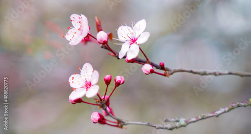 fleurs de printemps