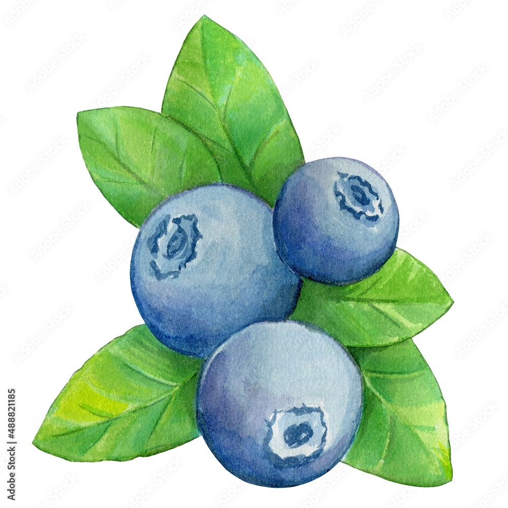 A handful of blueberries with green leaves. Watercolor botanical illustration. Hand-drawn watercolor illustration
