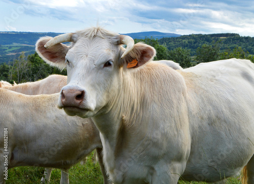 Charolais cows in a field  in the countryside.  