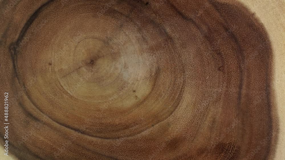 Rings and texture of the old cross cut tree trunk. Wooden tree section or tree stump for background and design. Kitchenware table or interior design surface. Forestry industry.