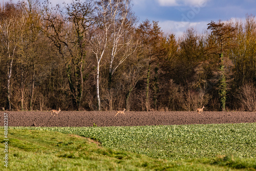 Drei Rehe flüchten über Wiesen und Äcker der Menschen in den Wald als Lebensraum in der Nachbarschaft photo