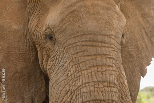 head of an elephant