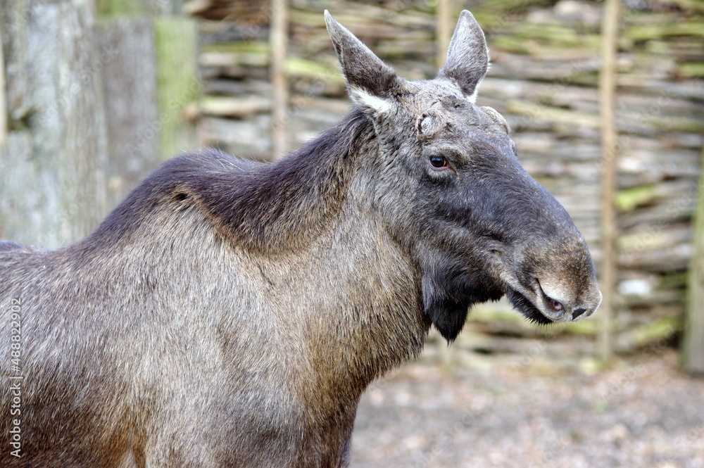 Moose
Moose
