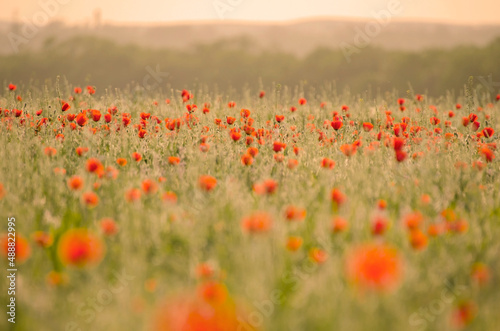 poppies in the field 