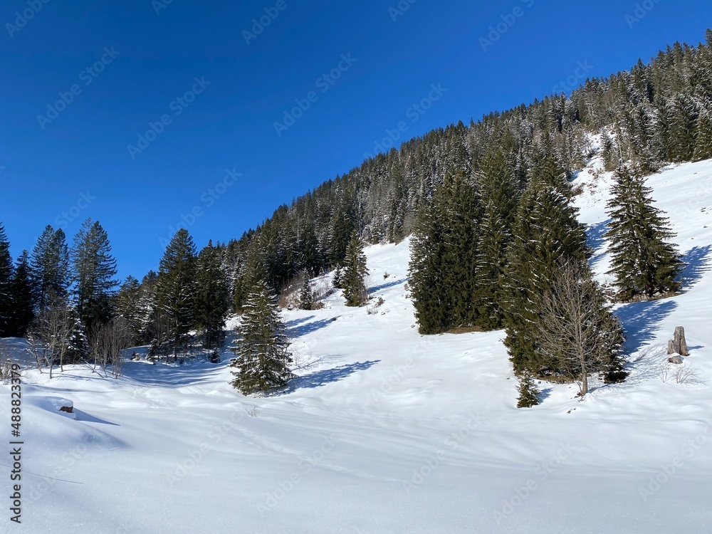 Picturesque canopies of alpine trees in a typical winter atmosphere after heavy snowfall over the Obertoggenburg alpine valley and in the Swiss Alps - Alt St. Johann, Switzerland (Schweiz)