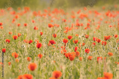 field of red poppies