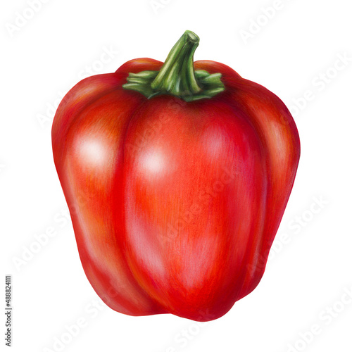 Red pepper on a white background, hand-drawn illustration with mixed media