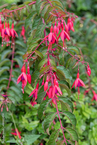 Fuchsia magellanica is a fuchsia with bell-shaped fuchsia flowers and a green background