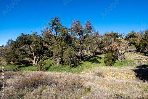 A Grove of Beautiful Live Oak Trees in a Dry Hilly California Habitat