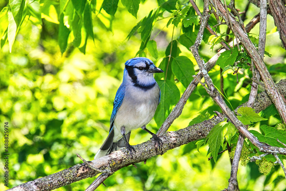 Obraz premium Blue Jay perching on a tree branch