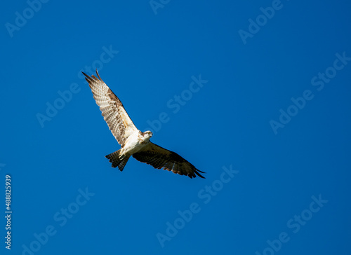 An Osprey Flying with Wings Spread in a Blue Sky Fishing For Dinner over a Recreational Lake