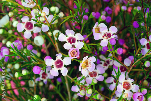 Bouquet of pink and white waxflowers (chamelaucium uncinatum) © eqroy