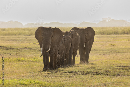 herd of elephants on the savannah in Amboselli 