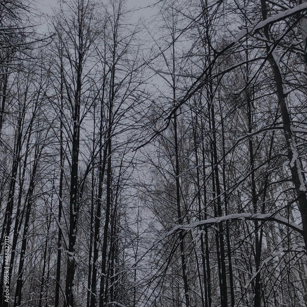 trees in the snow trees in the snow