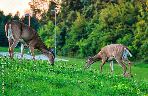 A pair of juvenile deers feeding at park