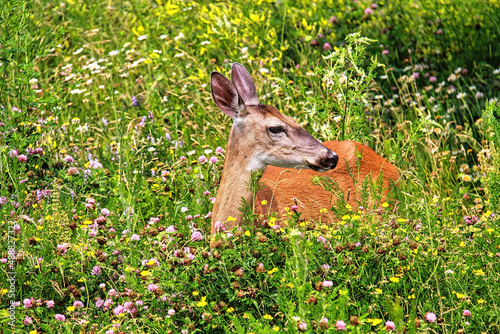 A deer sitting in thick grass